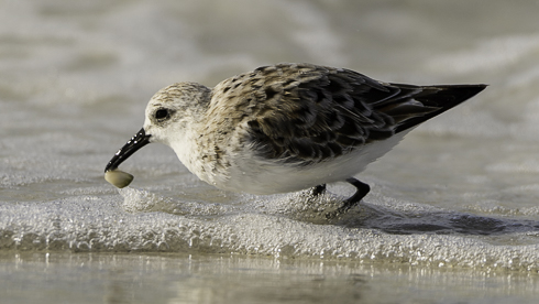 Strandläufer