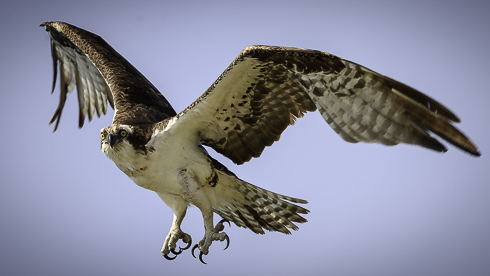 Adler