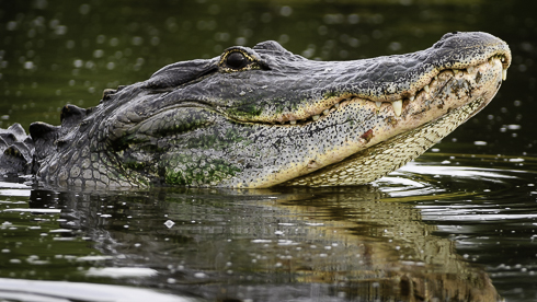Aligator