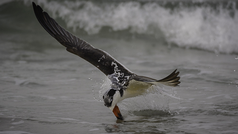 Möwe