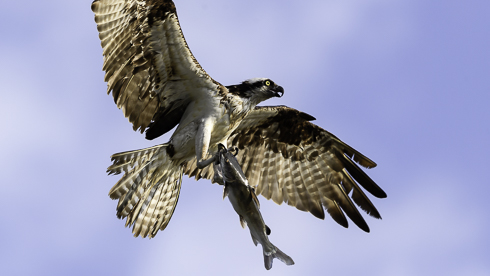Adler