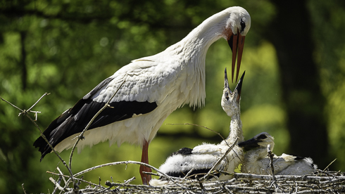 Storch