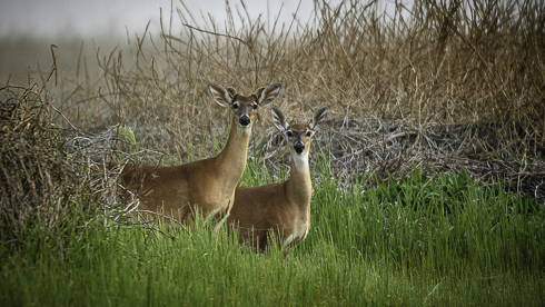 Rehe